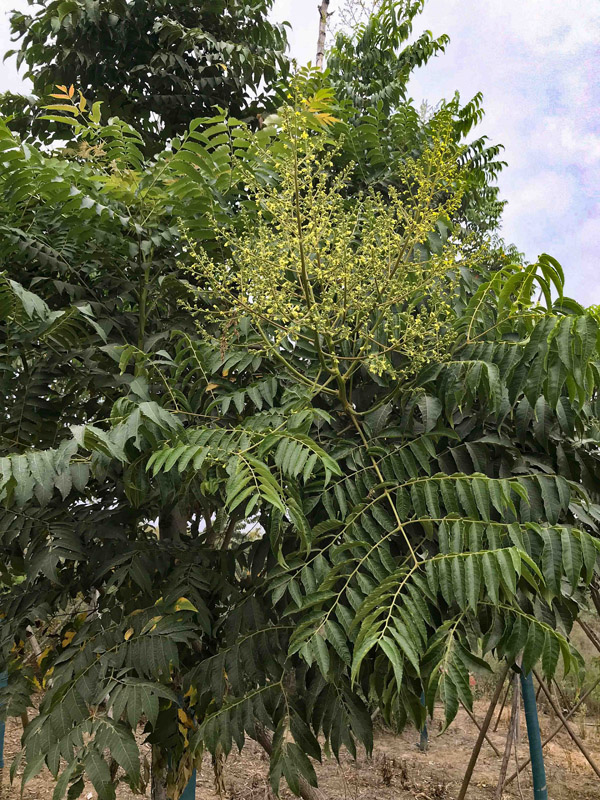 欒樹(shù) (2).jpg 欒樹(shù) (2).jpg