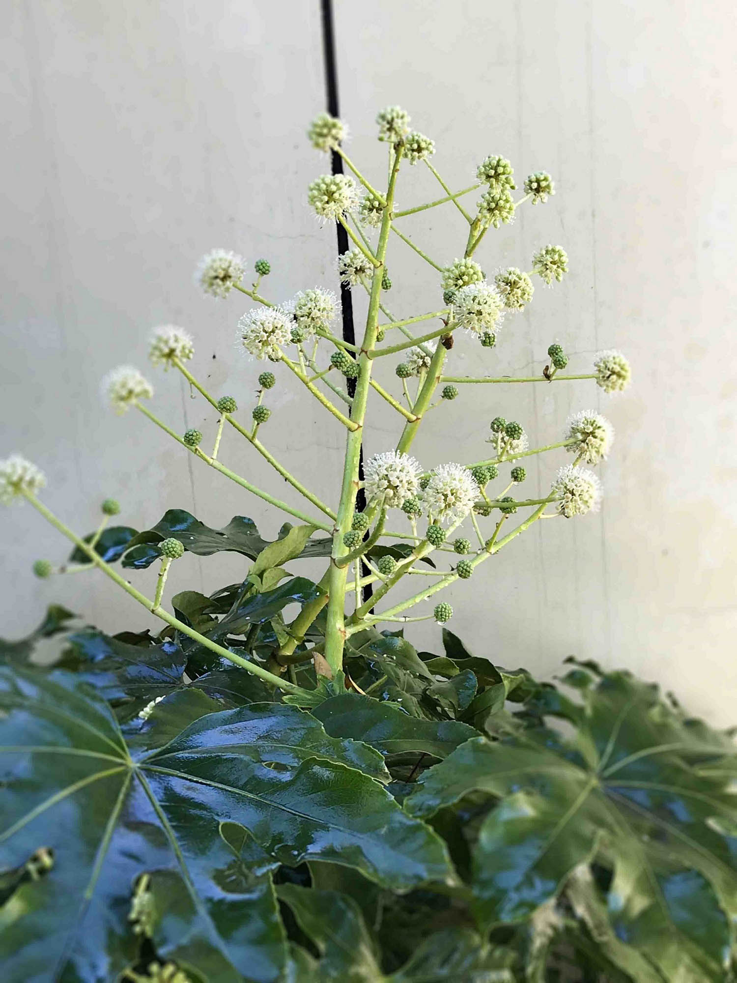 4八角金盤(pán).jpg 4八角金盤(pán).jpg