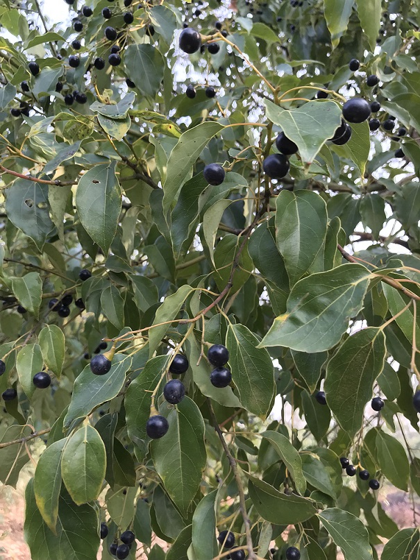 樟樹(shù)02.jpg 樟樹(shù)02.jpg