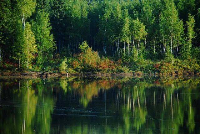 森林生態(tài)系統——森林生態(tài)系統的主要類(lèi)型、特點(diǎn)和生產(chǎn)力（二）