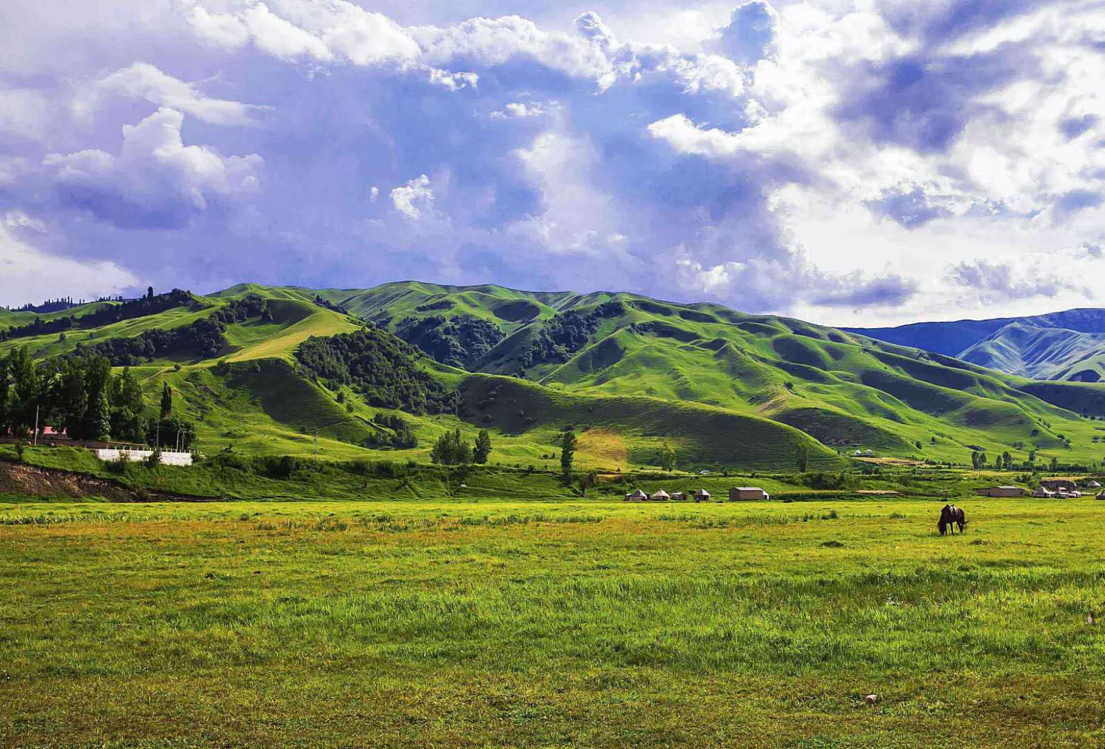 草原生態(tài)系統——草原生態(tài)系統的分布、特點(diǎn)