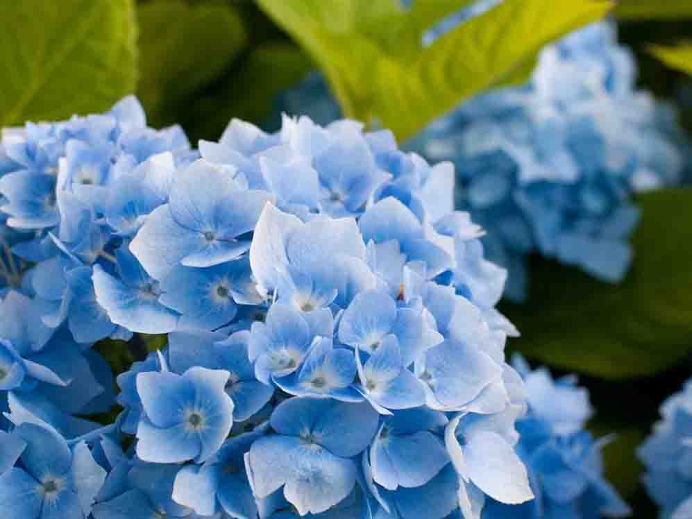 八仙花藍??.jpg 八仙花藍??.jpg