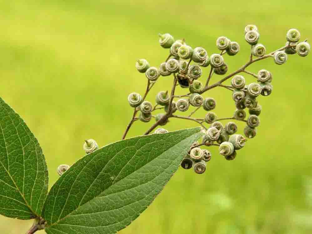 溲疏??.jpg 溲疏??.jpg