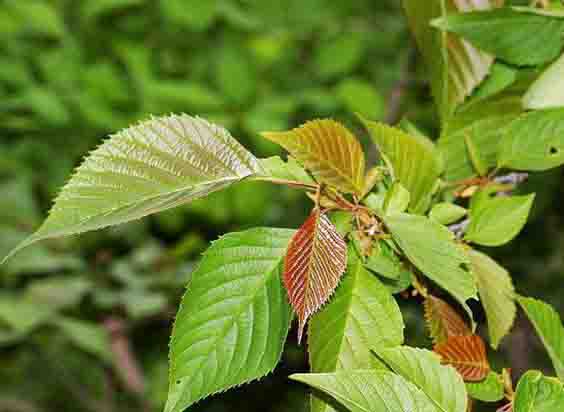 領(lǐng)春木葉1.jpg 領(lǐng)春木葉1.jpg