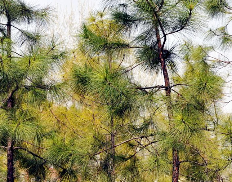 241f95cad1c8a786d4d4e2886709c93d71cf50bd.jpg 241f95cad1c8a786d4d4e2886709c93d71cf50bd.jpg