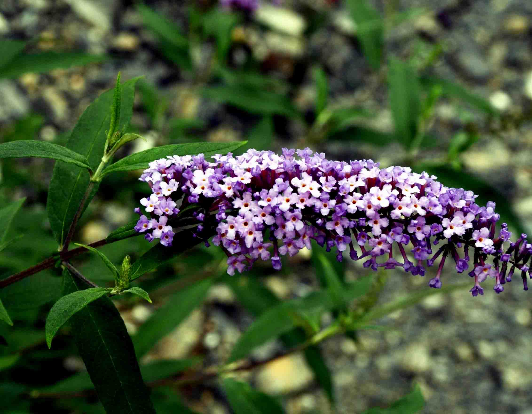 a8ec8a13632762d02d00d5f6aeec08fa513dc6b9.jpg a8ec8a13632762d02d00d5f6aeec08fa513dc6b9.jpg