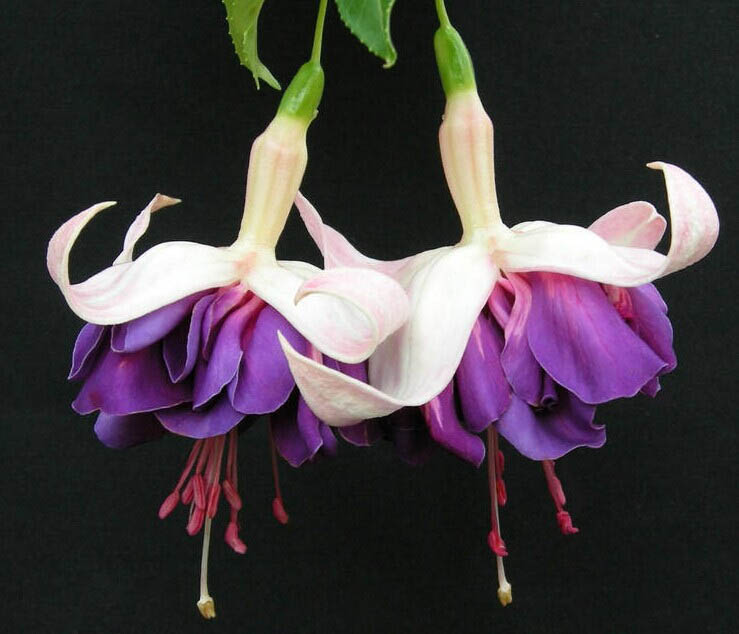 cc11728b4710b9126430d971c1fdfc039345224f.jpg cc11728b4710b9126430d971c1fdfc039345224f.jpg