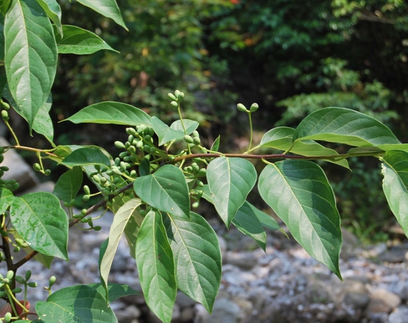 紫樹(shù)2.jpg 紫樹(shù)2.jpg