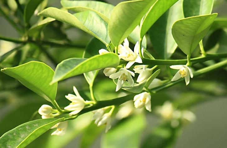 金橘2.jpg 金橘2.jpg