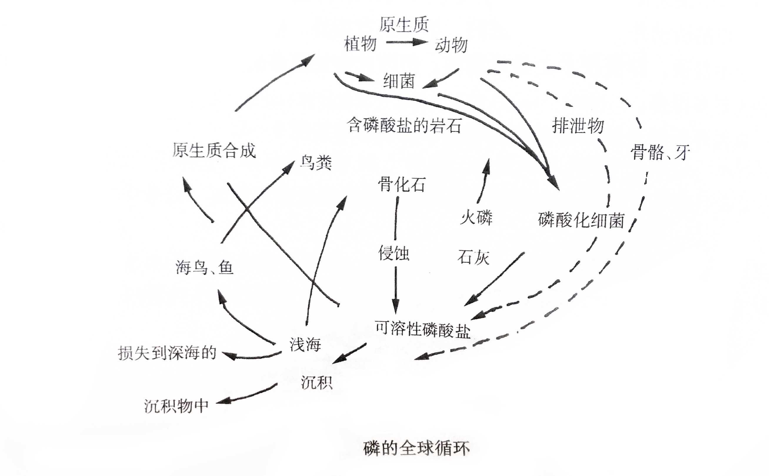 磷循??.jpg 磷循??.jpg