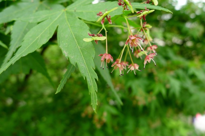 雞爪槭花11.jpeg 雞爪槭花11.jpeg