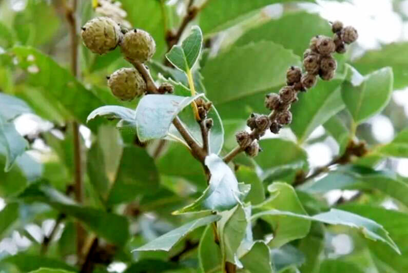 苦櫧11.jpg 苦櫧11.jpg