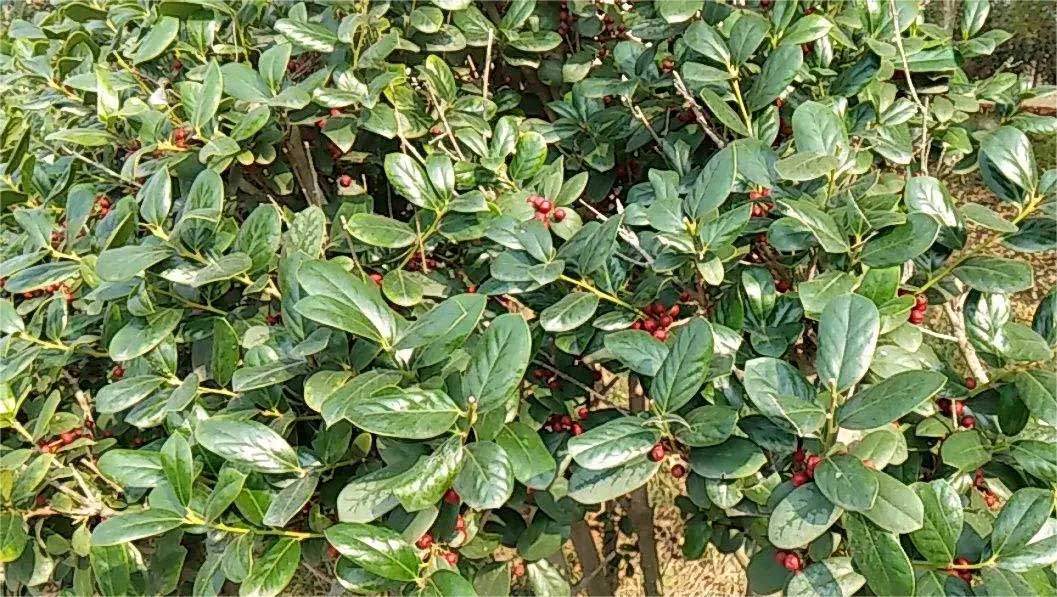 長(cháng)臍紅豆