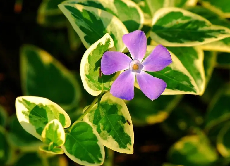 花葉蔓長(cháng)春