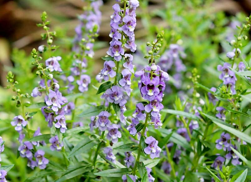 香彩雀12.jpg 香彩雀12.jpg